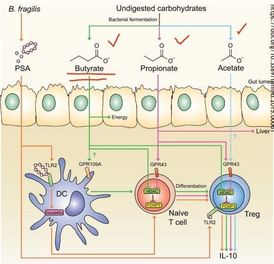 scfas and tcell differentiation