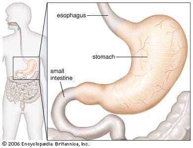 Diagram-human-stomach
