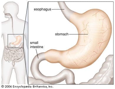 Schema-uomo-di stomaco