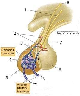 அடினோஹைபோபிஸிஸ்