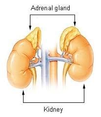 adrenal