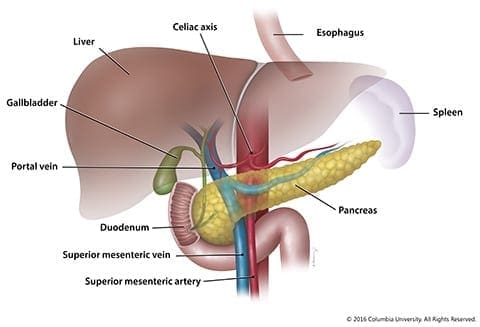 අග්න්‍යාශ_නාල_ලේබලය