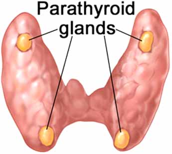 parathyroid-ග්රන්ථිය