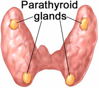 paratiroide ghiandola