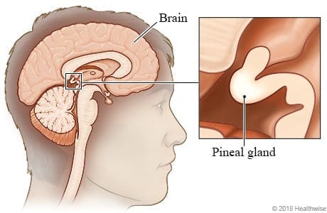 පයිනල්