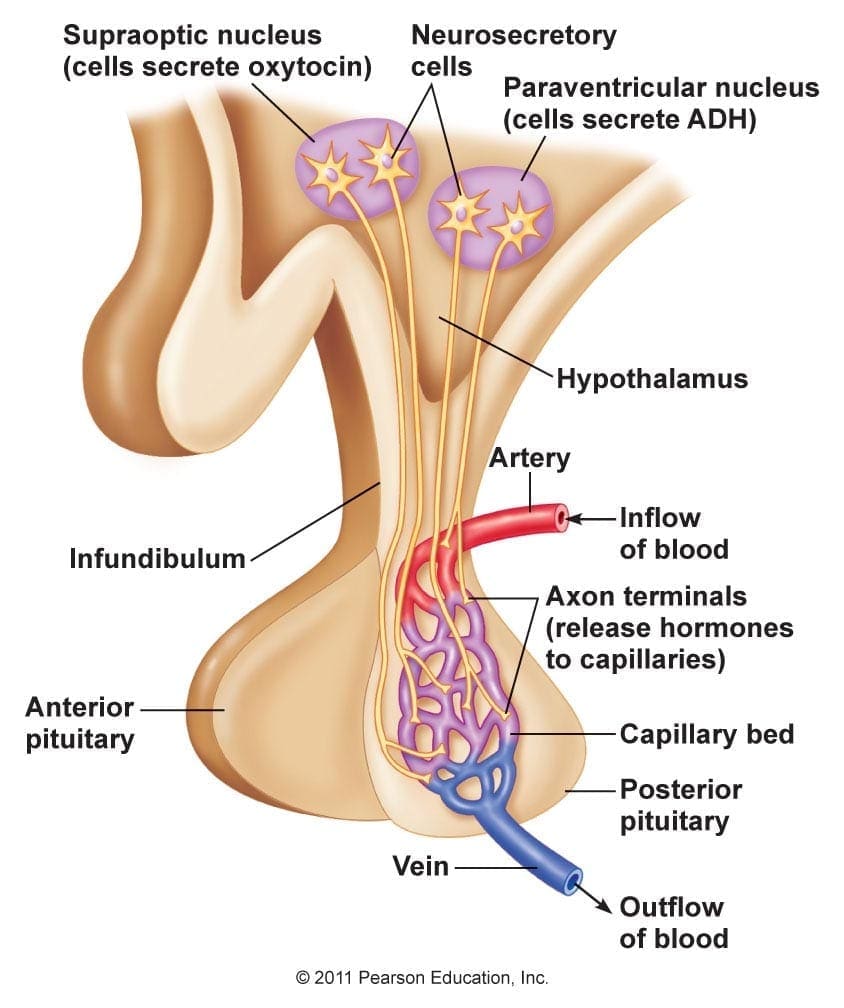 posterior