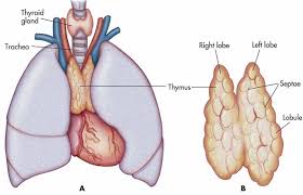 thymus