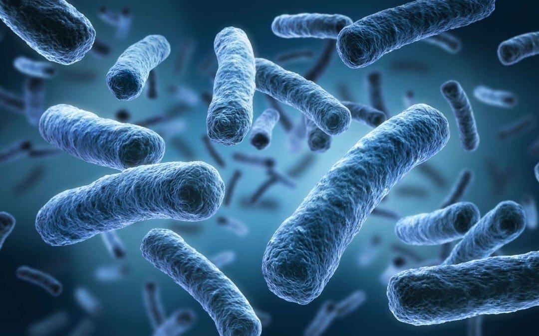 Functional Neurology: The Brain and the Gut Microbiome Connection | El Paso, TX Chiropractor