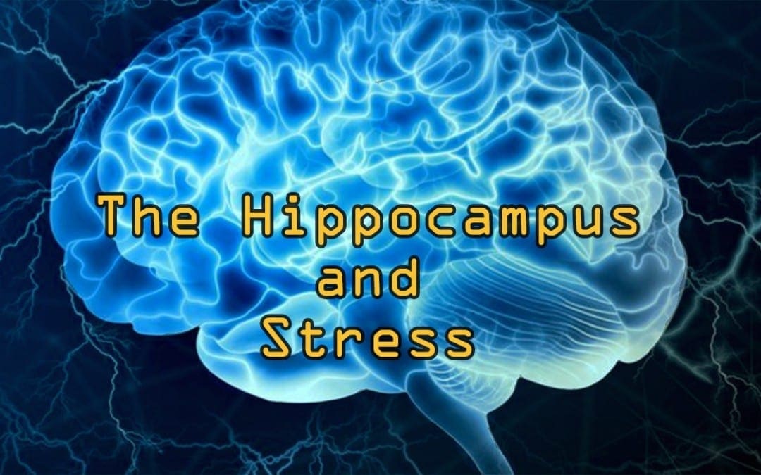 Функционалды эндокринология: гиппокамп және стресс