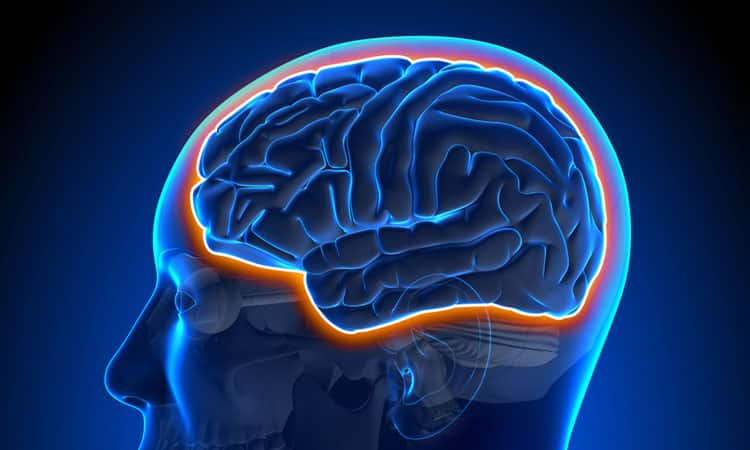 Functional Neurology: The Blood-Brain Barrier and Brain Health
