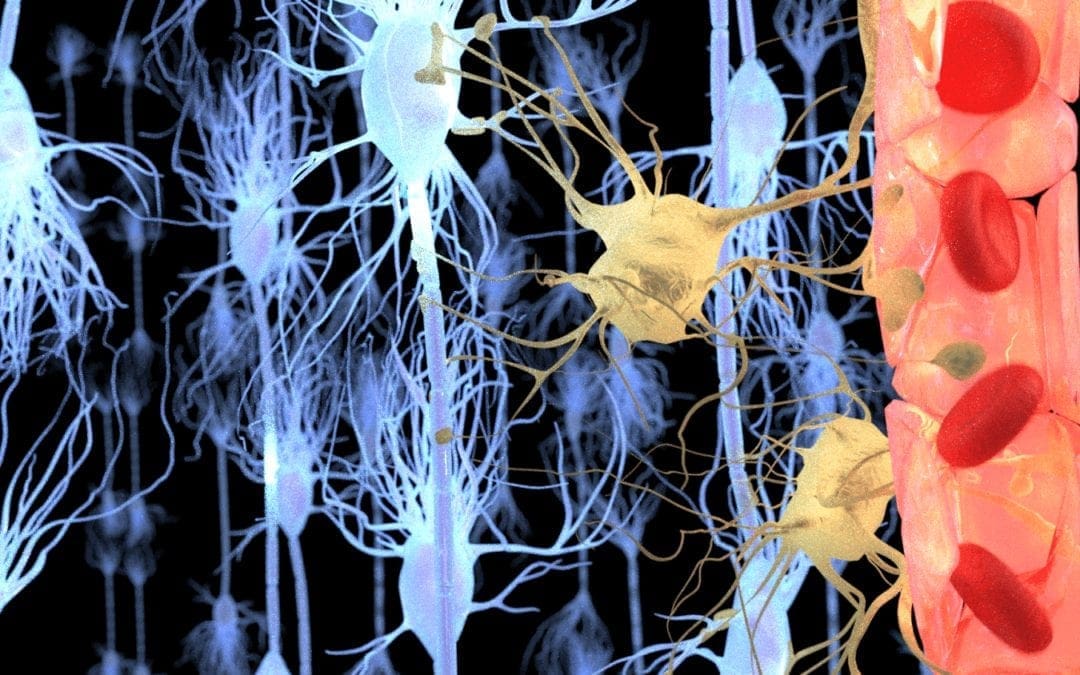 Neurologia funzionale: qual è il ruolo della barriera emato-encefalica? | Chiropratico El Paso, TX