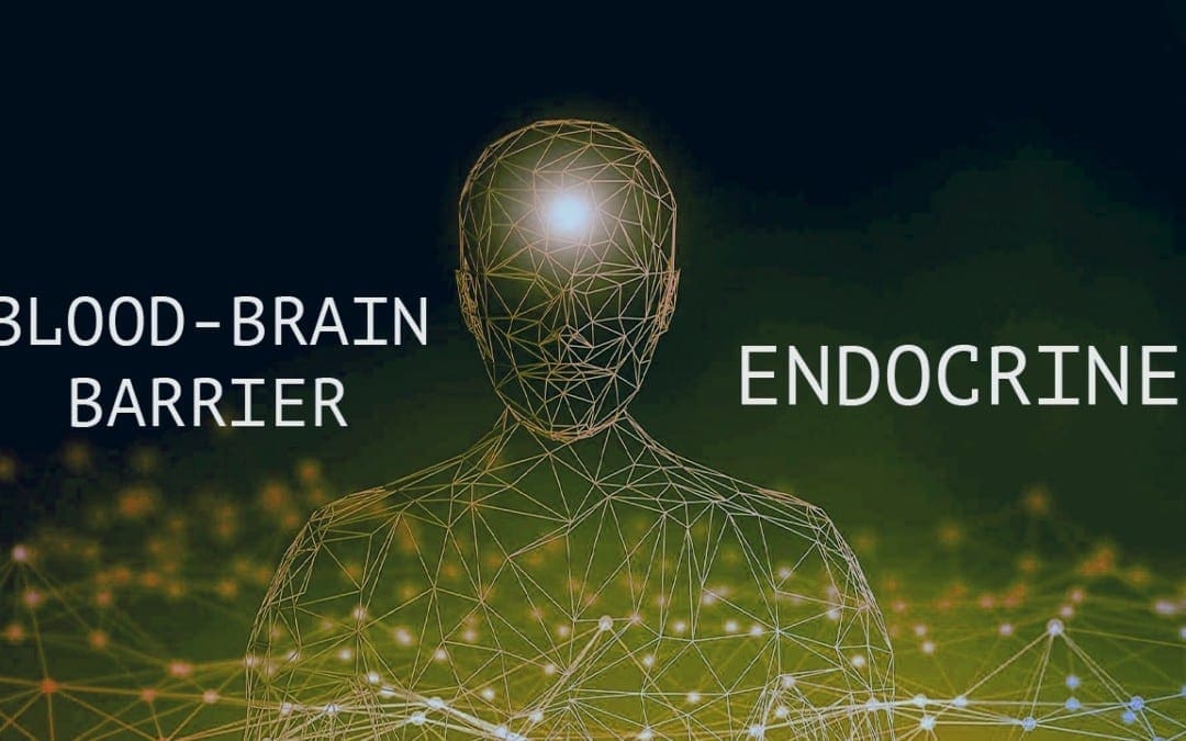 Funktionel endokrinologi: Blod-hjernebarriere og det endokrine system