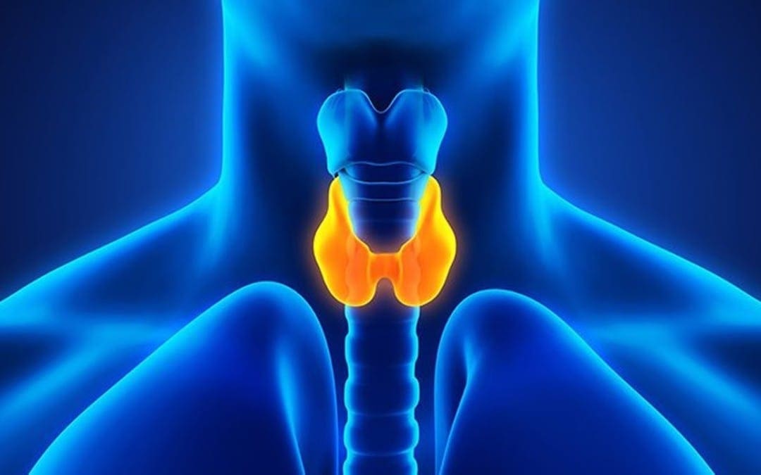 Functional Neurology: What is Hypothyroidism?