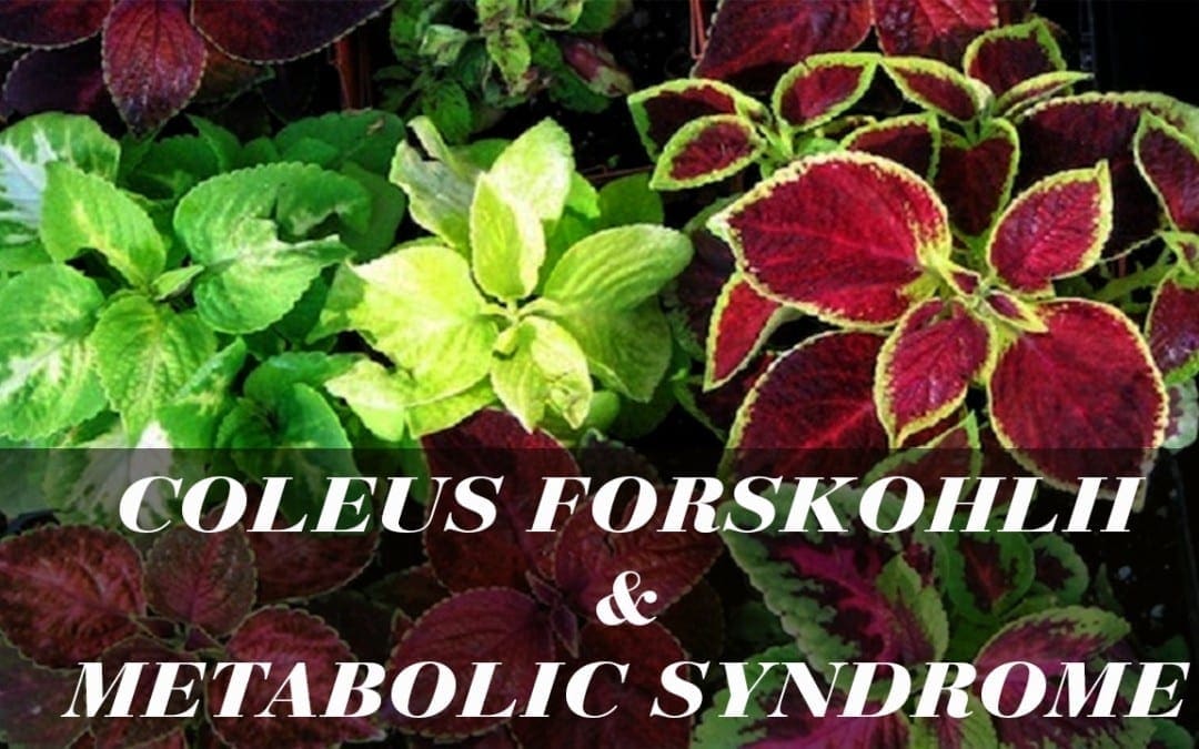 Coleus forskohlii and Metabolic Syndrome