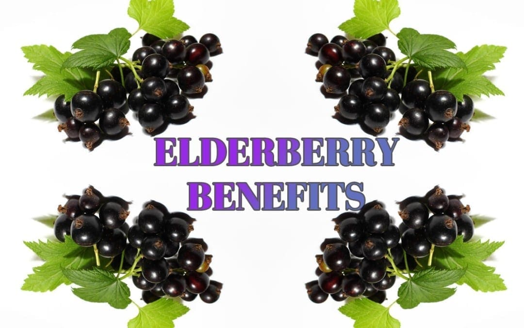 Manfaat Buah Elderberry