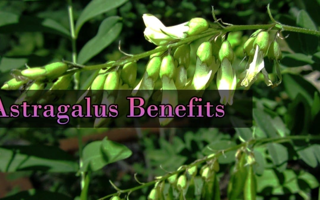 Astragalus ma The Immune System