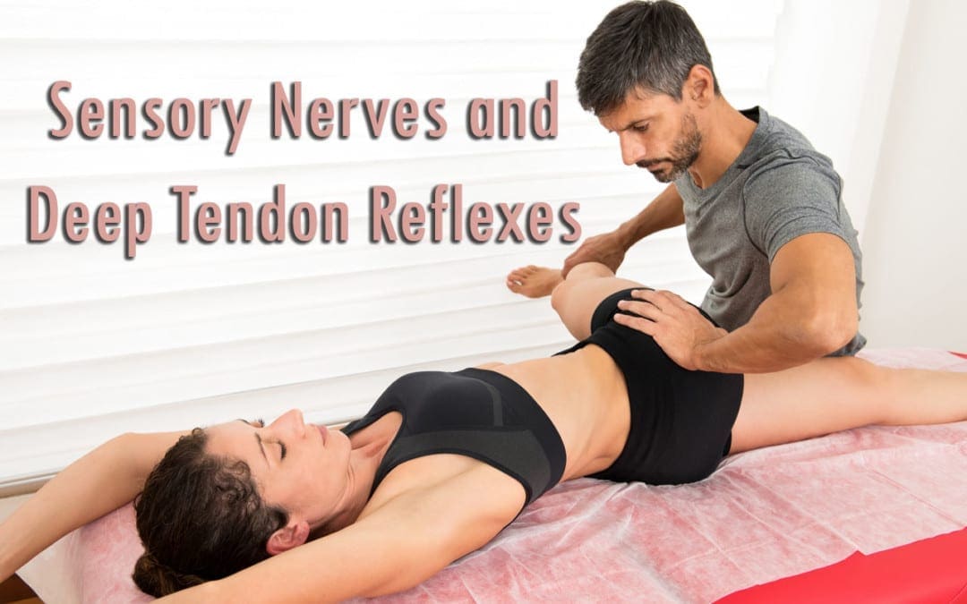 Sensory Nerves and Deep Tendon Reflexes