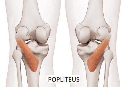 popliteus-muscles.png